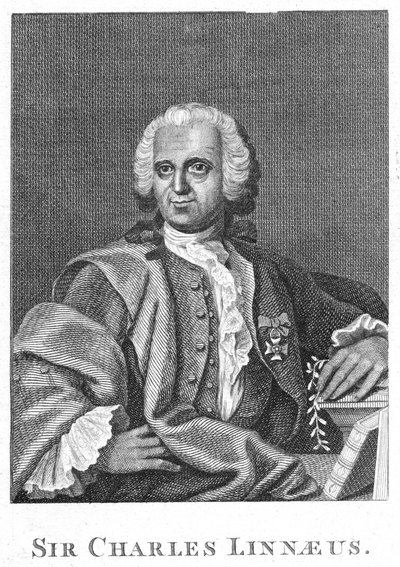 Carolus Linnaeus, naturalista sueco do século XVIII de Unbekannt