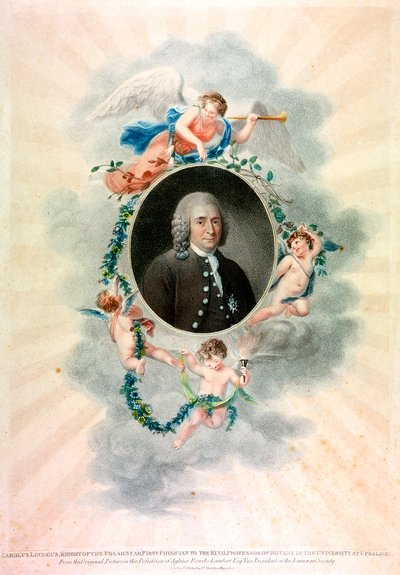 Carolus Linnaeus, naturalista e médico sueco, 1807 de Unbekannt