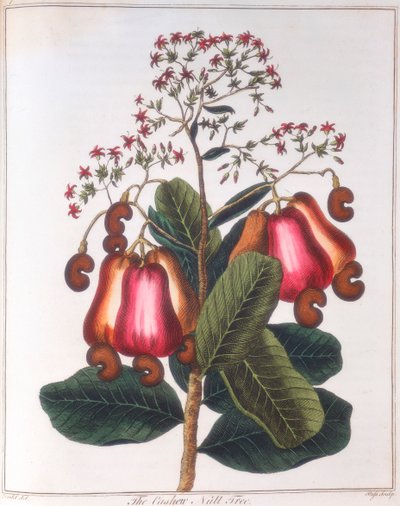 Castanha de caju - Anacardium occidentale, c1798 de Unbekannt