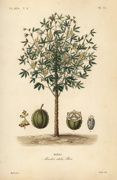 Mandioca, yuca ou planta de mandioca, Manihot esculenta, Manihot edulis, Manioc de Unbekannt