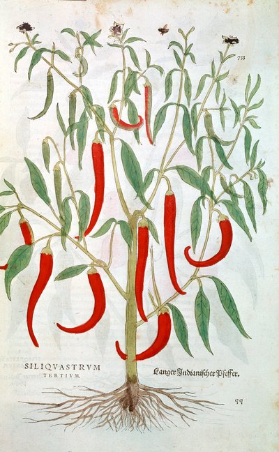 Pimenta caiena Capsicum, século XVI de Unbekannt