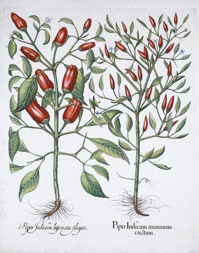 Plantas de pimenta malagueta, 1613 de Unbekannt