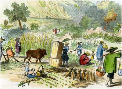 Colheita chinesa, Hong Kong, c1875 de Unbekannt
