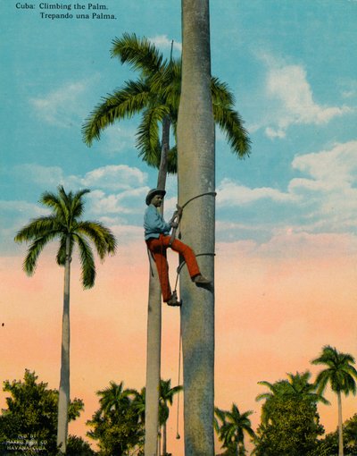 Escalando uma palmeira, Cuba, c1920. de Unbekannt