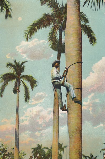 Escalando a Palma Real - Escalando a Palma Real, 1910. de Unbekannt