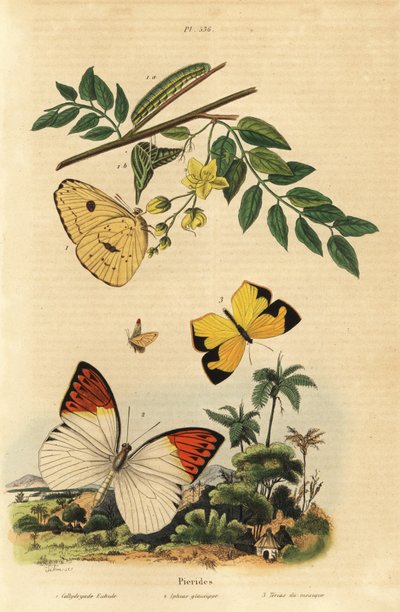 Enxofre sem nuvens, Phoebis sennae 1, grande ponta laranja, Hebomoia glaucippe 2, e amarelo mexicano, Eurema mexicana 3 de Unbekannt