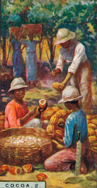 Cocoa, 2. - Abrindo as vagens, Trinidad, 1928 de Unbekannt
