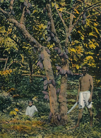 Cacau em mancal completo, Trinidad e Tobago, c1914. de Unbekannt