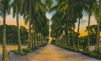 Coconut Avenue, Barranquilla, c1940s, de Unbekannt