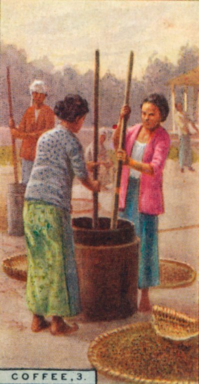 Café, 3. Casca de Feijão, Java, 1928 de Unbekannt