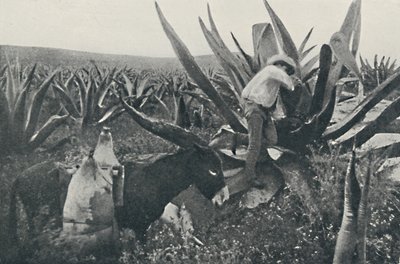Coletando Água de Mel de uma Maguey, 1916 de Unbekannt