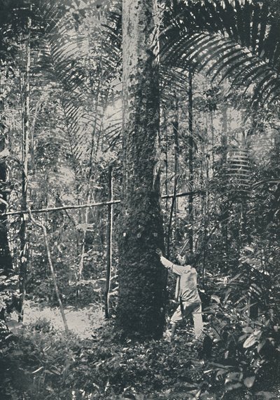 Colecionando Borracha, 1916 de Unbekannt