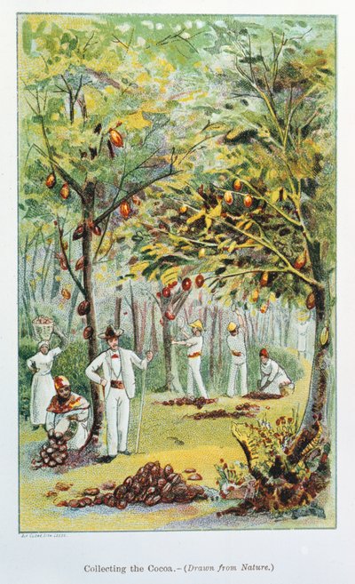 Coleta de cacau, Venezuela, 1892 de Unbekannt