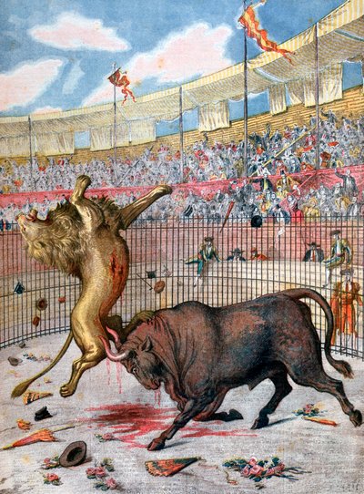Combate entre um leão e um touro, Espanha, 1894 de Unbekannt