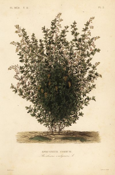 Baga comum, Berberis vulgaris, Epine-vinette commune de Unbekannt