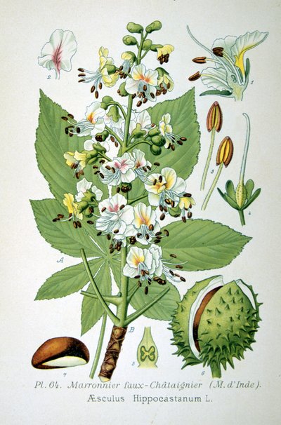 Castanha da Índia, 1893 de Unbekannt