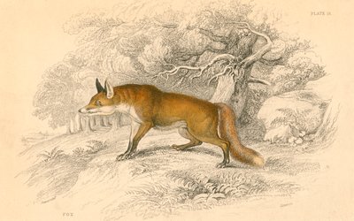 Raposa-comum ou vermelha Vulpes vulpes, 1828 de Unbekannt