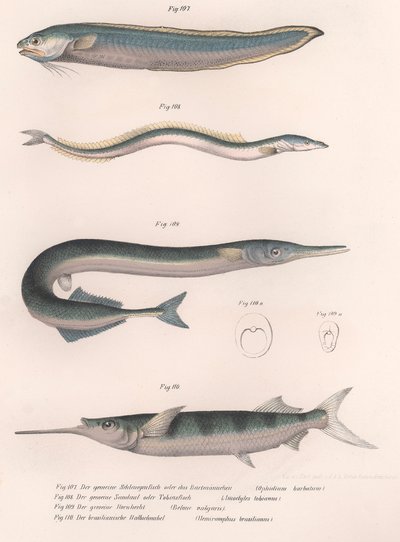 Peixe cobra comum. Enguia comum. Hornhecht comum. Meio-bico brasileiro, c.1850s de Unbekannt