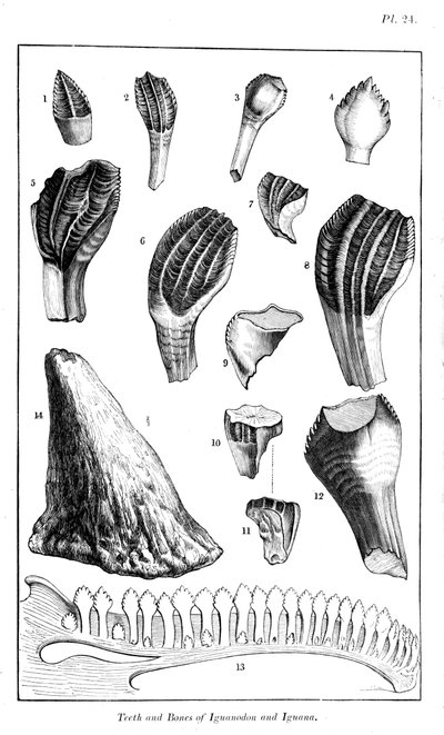 Comparação dos dentes de um iguanodonte com os de uma iguana moderna, 1836 de Unbekannt