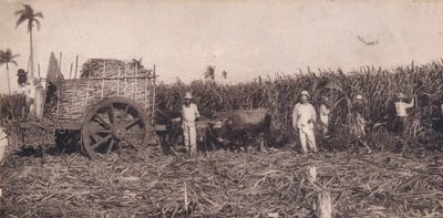 Corte de Canna. - Recolhendo cana. Cuba, c1900 de Unbekannt