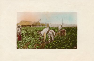 Colheita de tabaco. - Plantação de tabaco., C1910 de Unbekannt