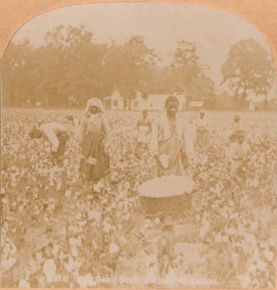 Colheita de algodão., C1900 de Unbekannt