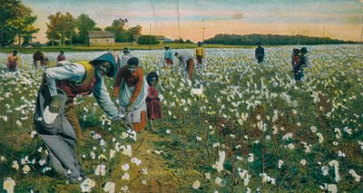 Colheita de algodão, Augusta, Geórgia, c1900 de Unbekannt