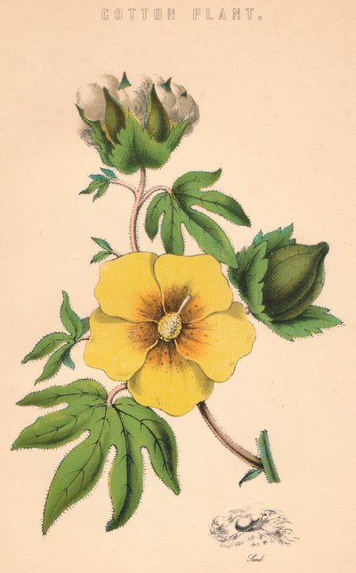Planta de algodão, século c19 de Unbekannt