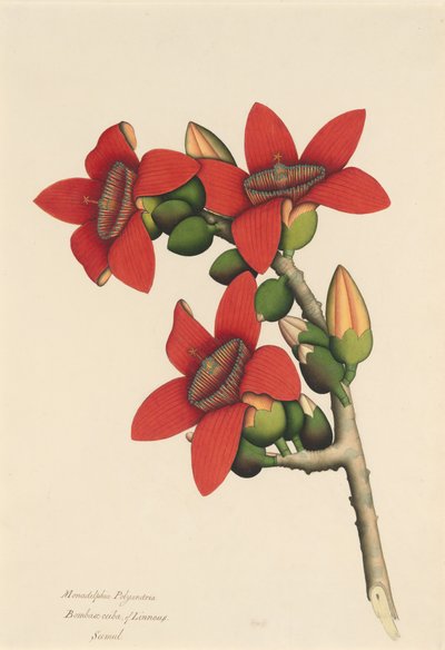 Flores da Árvore de Algodão, ca. 1800-1805. de Unbekannt