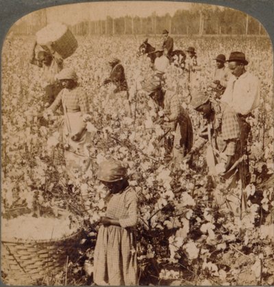 O algodão é o cenário das plantações de rei, com os catadores trabalhando. Geórgia, c1900 de Unbekannt