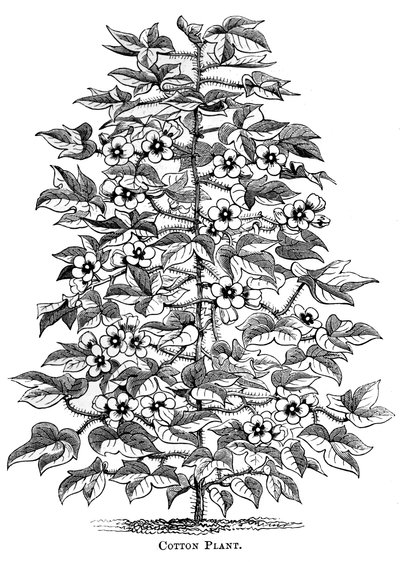 Planta de algodão, c1880 de Unbekannt