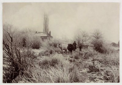 "Vacas em um campo gelado", versos 1890 de Unbekannt