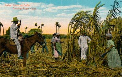 Cuba: Corte de Cana. Corte da cana-de-açúcar, c1910 de Unbekannt