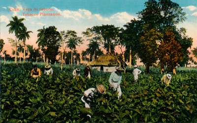 Cuba: Tobacco Vega. Plantação de Tabaco, c1900 de Unbekannt