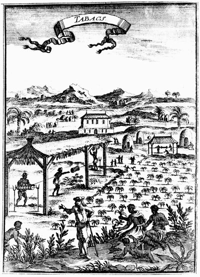Cultivo e cura do tabaco nas Índias Ocidentais usando trabalho escravo, 1686 de Unbekannt