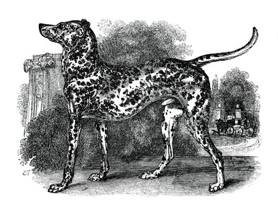 Cão dálmata, 1848 de Unbekannt
