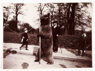 Urso dançarino, c 1905 de Unbekannt