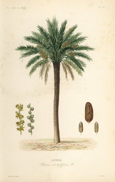 Data palmeira, Phoenix dactylifera, Dattier de Unbekannt