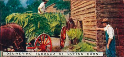 Entregando Tabaco em Curing Barn, 1926 de Unbekannt