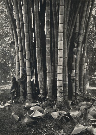 A parte inferior dos caules de uma planta gigante de bambu em Peradeniya, 1926 de Unbekannt