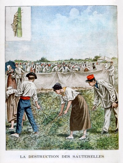 Destruindo o gafanhoto, 1901 de Unbekannt