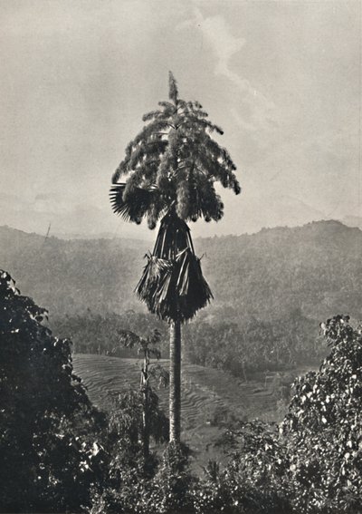 O Talipotpalm Corypha umbracalifera em sangue, 1926 de Unbekannt