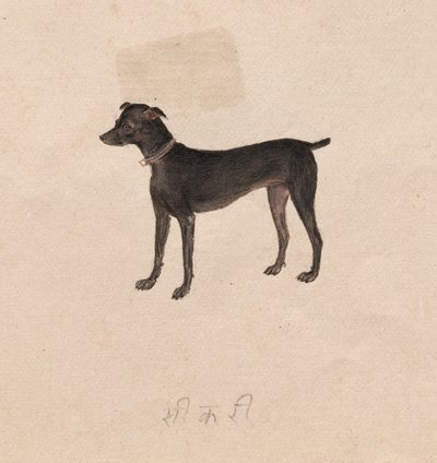 Cão, de 1800. de Unbekannt