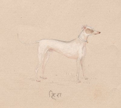 Cão, de 1800. de Unbekannt