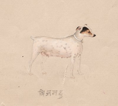 Cão, de 1800. de Unbekannt