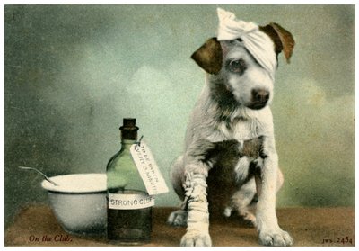 Cão em bandagens de Unbekannt