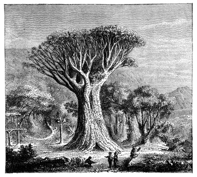 Dracona de Icod, Tenerife, Espanha, c1900s de Unbekannt