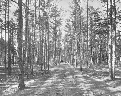 Dirija em Piney Woods Park, Lakewood, Nova Jersey, EUA, c1900. de Unbekannt