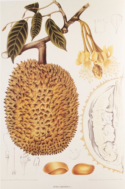 Durio zibethinus/Durian/durion de Unbekannt