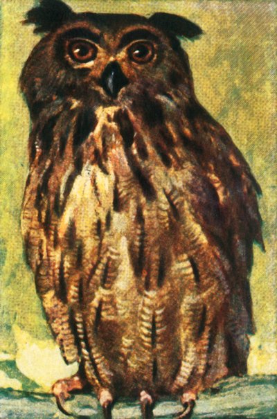 Coruja de águia, c1928. de Unbekannt